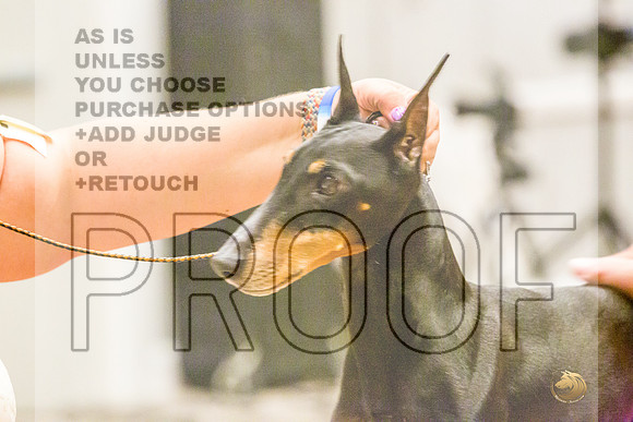 Manchester Terrier MTOY Candids-JJL_2325-Hstn2022_HR3