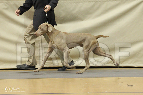Weim-0484LR