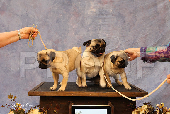 CustomPug-8546LR