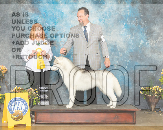 Siberian Husky #9 Sun G3 Judge Jan Sigler-MMJ_1727-NWARK2022-HR3