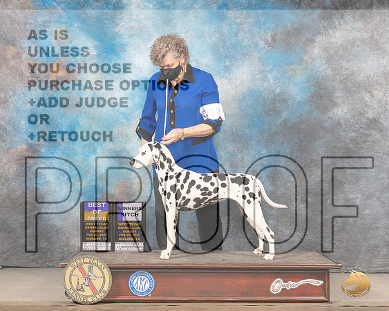 Dalmatian #12 BOBWB Judge Peggy LloydMMJ_5484_Mdlnd2022_HR3