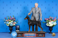Doberman #28 FRI WB M Judge Ronald Freeman
