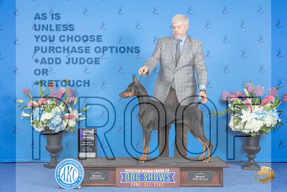 Doberman #28 FRI WB M Judge Ronald Freeman__JP_9090_Houston_2024_HR3
