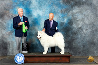 Samoyed #8 Sat OHG3 Judge Dr Steve Keating
