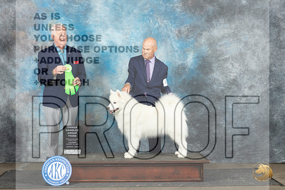 Samoyed #8 Sat OHG3 Judge Dr Steve Keating__JP_3707_Lubbock_2024_HR3