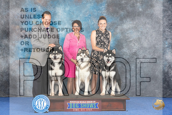 CUSTOM Alaskan Malamute WED Judge Jon Cole__JP_7362_Houston_2024_HR3