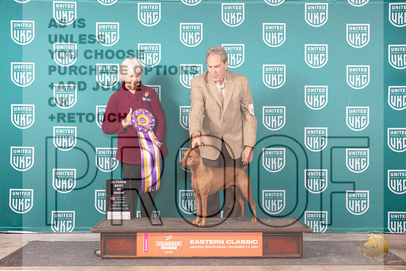 German Pinscher #101 Sun ABIS Judge Kathryn Baxter__JP_2508_UKCEastern_2024_HR3