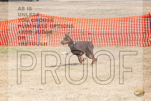Doberman Pinscher Percision Coursing Sat Longview WA 2024_JJL_3689_Longview WA_2024_HR3