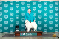 American Eskimo #925 Fri