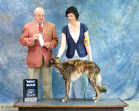 Silken Windhound Sun S2 Best Male
