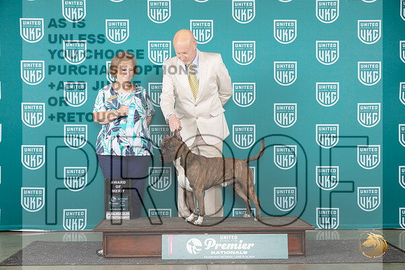 American Pit Bull Terrier #843 Sat AOE Judge Corianna Glenn__JP_2426_Premier_2024_HR3