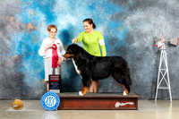 Bernese Mountain Dog #6 Sat Judge Sharon Derrick