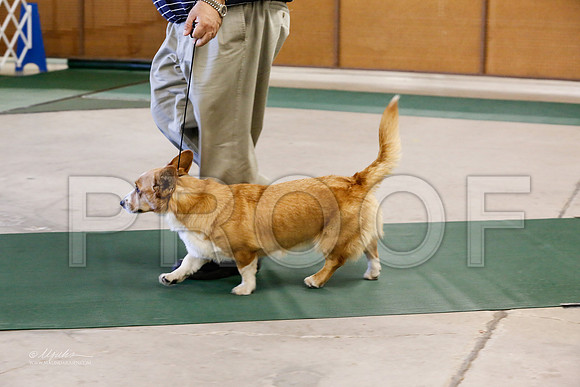 Corgi-5697-NormanNov13-HR