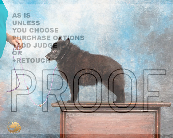 Schipperkee Sybil Nancy AndersonMMJ_5315_Lngvw2022HR3