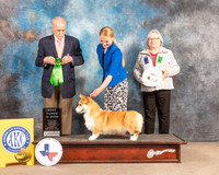 Pembroke Welsh Corgi #11 Fri BPup Judge David Guempel