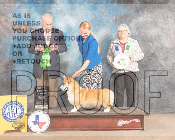 Pembroke Welsh Corgi #11 Fri BPup Judge David Guempel-MMJ_7655-FW2022-HR3