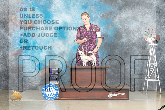 Chihuahua Smooth #9 Thurs WBCh Judge Joan Liebes_MJ_3538_Amarillo_2022_HR3