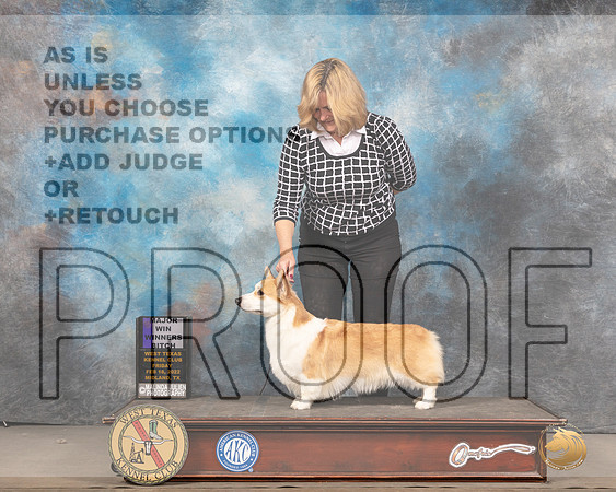 Pembroke Welsh Corgi #34 Fri WB Judge Barbara AldermanMMJ_5219_Mdlnd2022_HR3