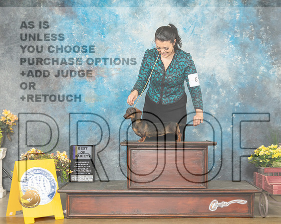 Dachshund Wire #6 Sat WBBOWBOV Judge Deidre Petrie-MMJ_0337-NWARK2022-HR3