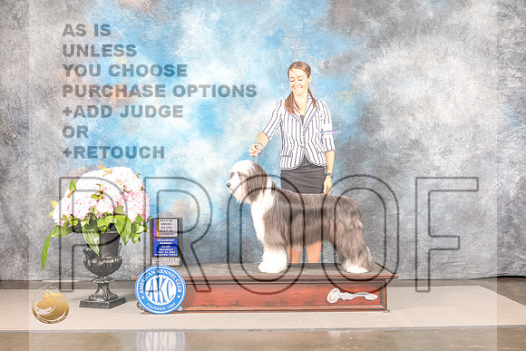 Bearded Collie #12 Sat BOWBOB Judge Carrie ChaseBearded Collie #12 Sat BOWBOB Judge Carrie Chase_MJ_7771_Houston_2022_HR3_Houston_2022_HR3