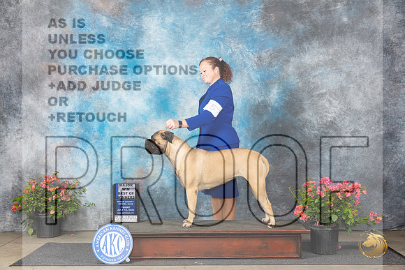 Bullmastiff #12 Fri BOWM Judge Wendy G Willhauck__JP_3992_San Antonio_2024_HR3