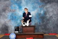 Biewer Terrier #6 Sun OHG4 Judge Beth Downey