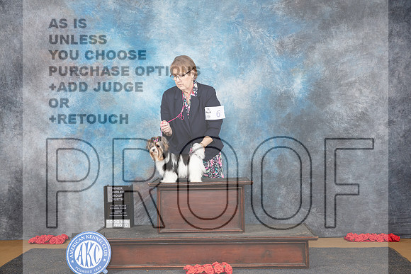 Biewer Terrier #6 Sun OHG4 Judge Beth Downey__JP_0839_Sulphur Springs_2024_HR3