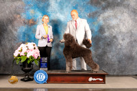 Poodle Std #11 Sat WD Judge Patricia Sosa