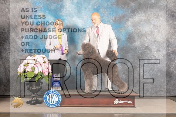 Poodle Std #11 Sat WD Judge Patricia Sosa_MJ_7137_Houston_2022_HR3
