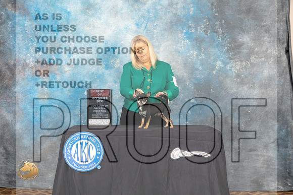 Chihuahua Smooth Coat #5 Sun BOS Judge Bradley Jenkins_MJ_0338_HstnTOY_2022_HR3
