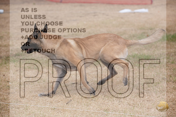 Precision Coursing Longview WA 2024 Belgian Malinois _JJL_3345_Longview WA_2024_HR3