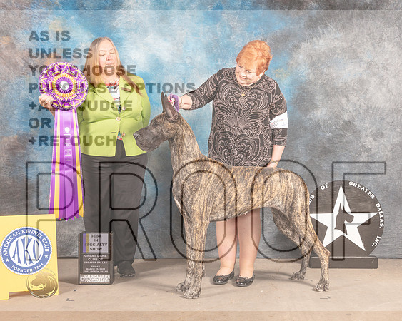 Great Dane #18 Fri BISS Judge Laura Munro-MMJ_7389-FW2022-HR3