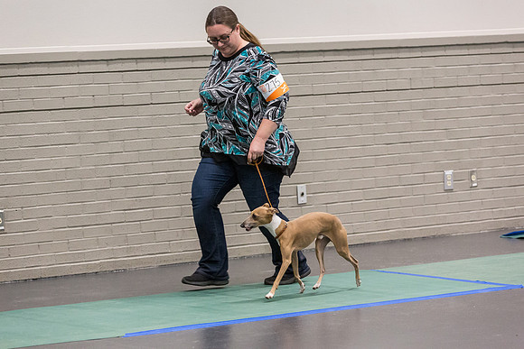 Italian Greyhound Sat Ring_JJL_0740_UKCLNGVIEWOCT2024_2024_HR3