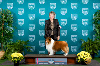 Shetland Sheepdog #123 Sat G3