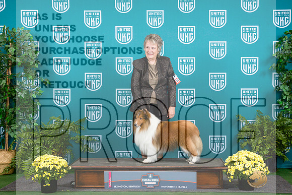 Shetland Sheepdog #123 Sat G3__JP_2583_UKCTDI2024_HR3