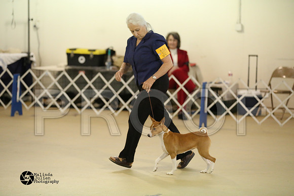 Basenji-0380-HtoJan14-HR