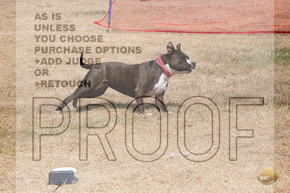 American Pitbull Terrier Percision Courcing Sat Longview WA 2024_JJL_3633_Longview WA_2024_HR3