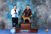 Border Terrier #9 WED G1 Judge Christine Erickson