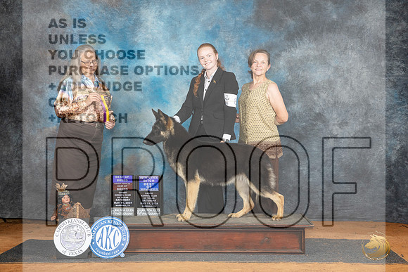 German Shepherd Dog #8 Sat WBBOWBOBOHBOB Judge Denise Dean__JP_7964_MARSHALL_2024_HR3