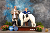 Borzoi #9 Sun G4 Judge Michael Canalizo