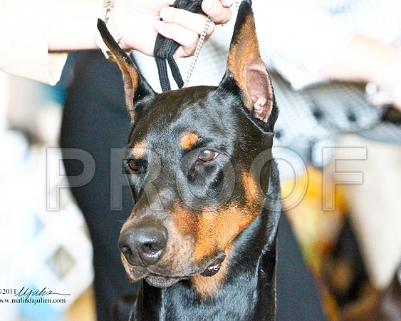 Dobe-3476-1