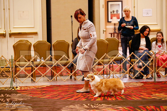 _JJ_8409-HstnCorgiFeb2015-HR3