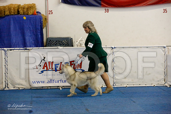 _M3_9421-AddisonHuskyMar2015-HR3