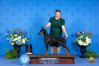 Doberman #28 THUR BOW M Judge Douglas Johnson