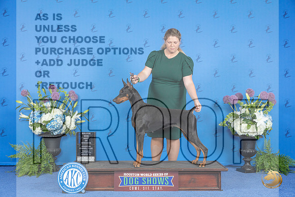 Doberman #28 THUR BOW M Judge Douglas Johnson__JP_8201_Houston_2024_HR3