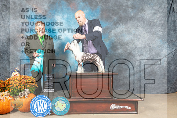 Chinese Crested #5 Sat OHBIS Judge Del Richards_MJ_6206_Belton_2022_HR3