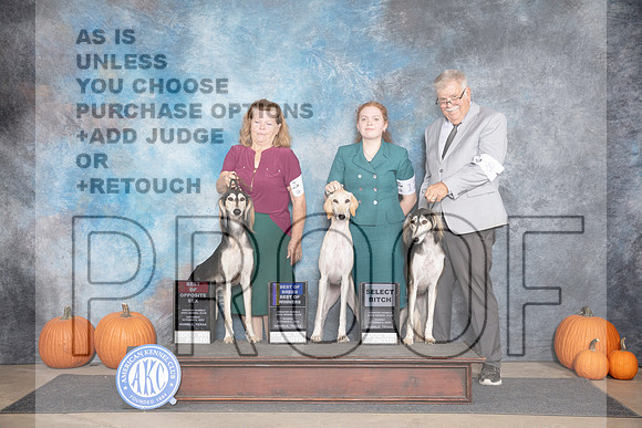Saluki Fun BOS BOB SD M Judge Ann Roth__JP_9351_Humble_2024_HR3