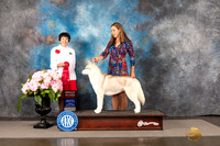 Siberian Husky #14 Sun G2 Judge Barbara Alderman