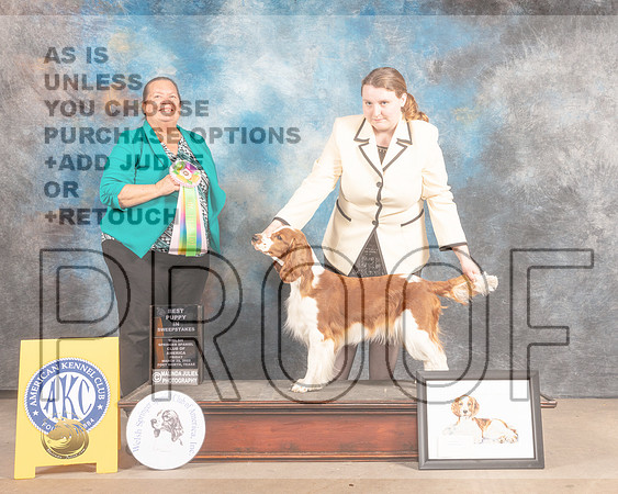 Welsh Springer Spaniel #8 Fri BISweeps Judge Sandy Lear-MMJ_7760-FW2022-HR3