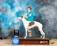 Grehound #9 Fri BOBM Judge Pat Trotter